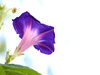 Ipomea_4