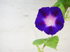Ipomea_7