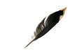 black feather