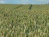 wheat field