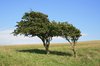 Windswept trees