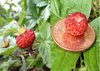  wild Strawberry