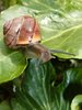 Snail