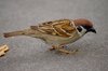sparrow