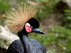 Grey Crowned Crane