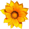 Cape daisy