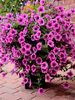 Pink Petunias