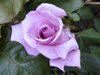 Blue Rose