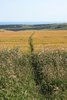 Track through barley