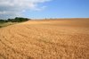 Barley field