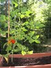 balcony tomatoes 2