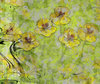 Nasturtium Abstract 2