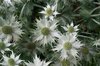 Silver spines