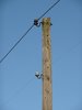 Vintage Power Pole