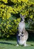 Kangaroos