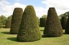 Yew topiary