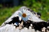 Daisy
