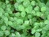 Clover