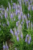 Hebe flowers