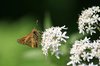 Large Skipper butterfly