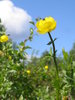 globe flower