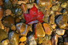 Water Leaf