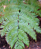 fern foliage