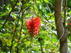 Bottle Brush