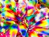 Rainbow Coloured Plant 2