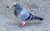 pigeon pie potential1