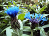 Cornflowers