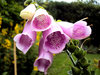 Summer flowers