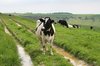 Contented cows