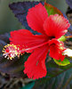 hibiscus red