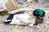 Lazy Duck