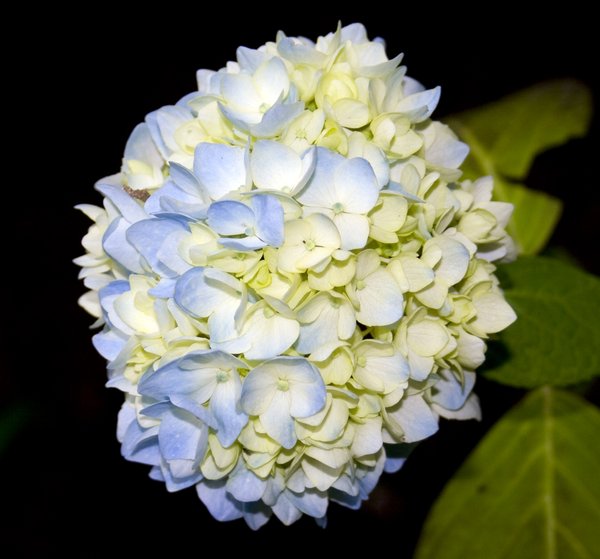 Flowers: Nice flowers on a walk in the park
