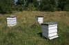 Beehives