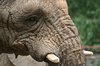 Elephant head