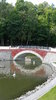 Gomel Swans
