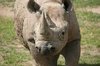 Black rhinoceros