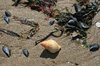 Sealife on the beach