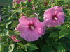 Pink Hibiscus