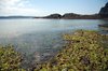 Seaweed in the beach 2