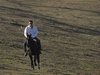 horses