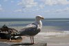 Herring gull