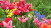 Nadia's Lillies