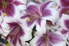 Lillys
