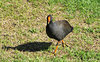 moorhen