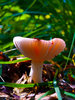 Mushroom