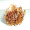 Beech tree pod and seeds